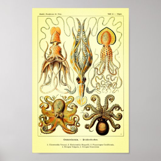Ernst Haeckel Octopus Poster (Voorkant)