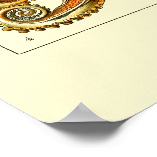 Ernst Haeckel Octopus Poster (Hoek)