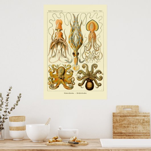 Ernst Haeckel Octopus Poster (Keuken)