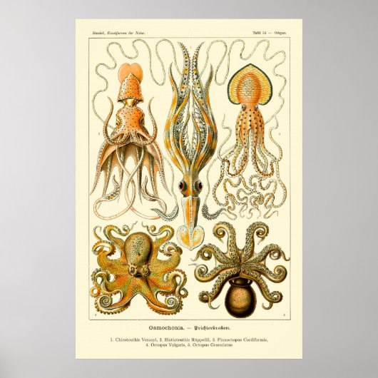 Ernst Haeckel Octopus Poster (Voorkant)