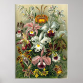 Ernst Haeckel Orchidae Poster (Voorkant)