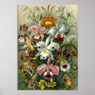 Ernst Haeckel - Orchidae Poster
