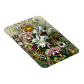 Ernst Haeckel Orchidea Magnet (Côté Droit)