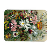 Ernst Haeckel Orchidea Magnet (Horizontal)