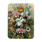 Ernst Haeckel Orchidea Magnet (Vertical)