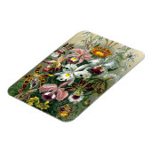 Ernst Haeckel Orchidea Magnet (Côté Gauche)