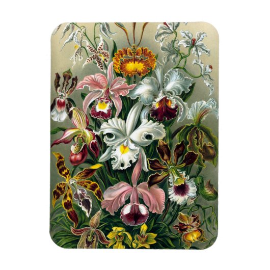 Ernst Haeckel Orchidea Magnet Magneet (Verticaal)