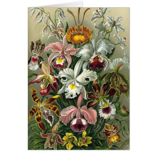 Ernst Haeckel Orchideeën, Oude Regenwoud Bloemen (Voorkant)