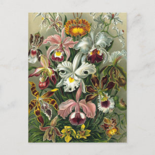 Ernst Haeckel Orchideeën, Oude Regenwoud Bloemen Briefkaart