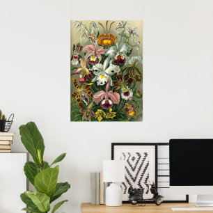 Ernst Haeckel Orchideeën, Oude Regenwoud Bloemen Poster