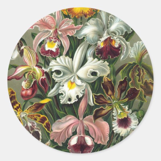 Ernst Haeckel Orchideeën, Oude Regenwoud Bloemen Ronde Sticker (Voorkant)