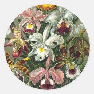 Ernst Haeckel Orchideeën, Vintage Regenwoud Bloeme Ronde Sticker