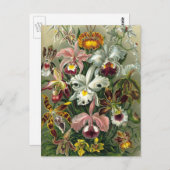 Ernst Haeckel Orchids,  regenwoudbloemen Briefkaart (Voorkant / Achterkant)