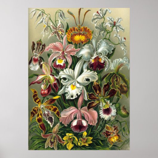 Ernst Haeckel Orchids,  regenwoudbloemen Poster (Voorkant)