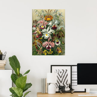 Ernst Haeckel Orchids,  regenwoudbloemen Poster
