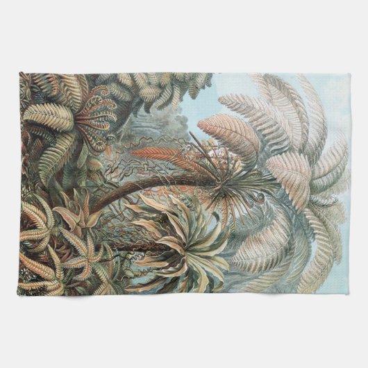  Ernst Haeckel Palm Trees Poster Hoesje-Mate  Theedoek (Horizontaal)