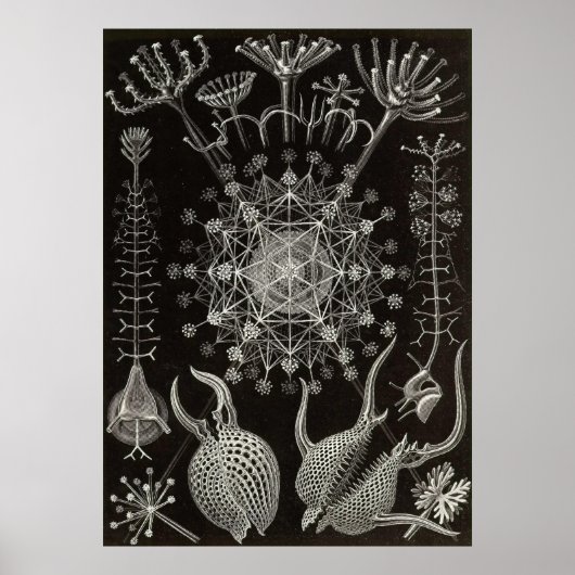 Ernst Haeckel - Phaeodaria2 Poster (Voorkant)