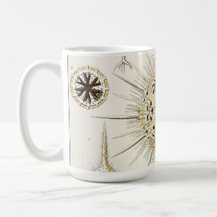 Ernst Haeckel Phaeodaria Koffiemok