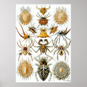 Ernst Haeckel Poster ~ Arachnida (Voorkant)