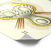 Ernst Haeckel - Poster Bryozoa (Coin)