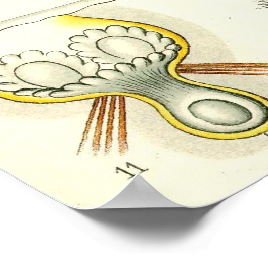 Ernst Haeckel - Poster Bryozoa (Coin)