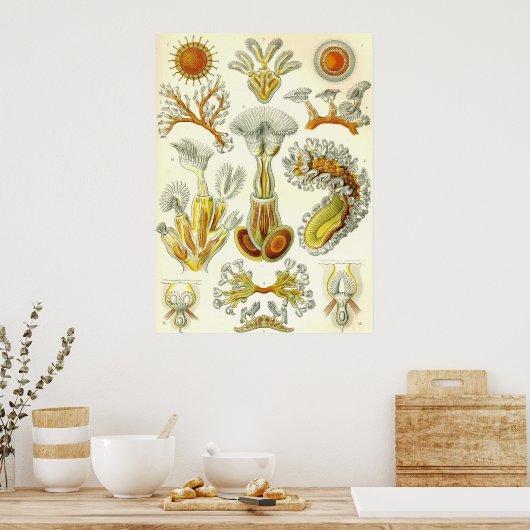 Ernst Haeckel - Poster Bryozoa (Cuisine)