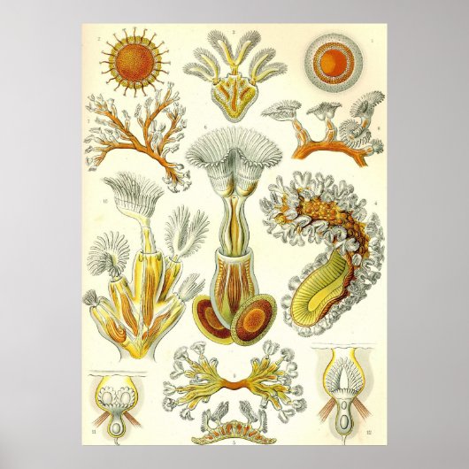Ernst Haeckel - Poster Bryozoa (Devant)