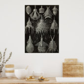 Ernst Haeckel - Poster Cyrtoidea (Cuisine)