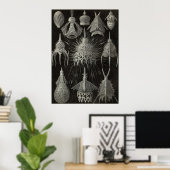 Ernst Haeckel - Poster Cyrtoidea (Bureau à domicile)
