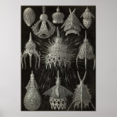 Ernst Haeckel - Poster Cyrtoidea (Devant)