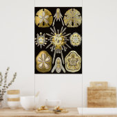 Ernst Haeckel - Poster Echinidea (Cuisine)