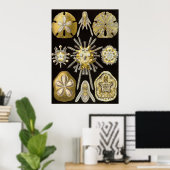 Ernst Haeckel - Poster Echinidea (Bureau à domicile)