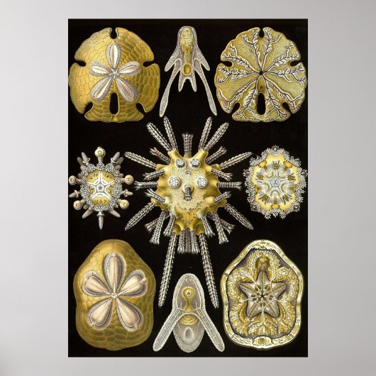 Ernst Haeckel - Poster Echinidea (Devant)