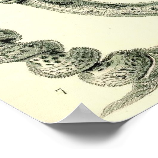 Ernst Haeckel - Poster Hexactinellae (Coin)