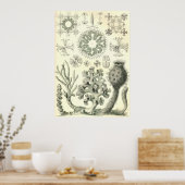 Ernst Haeckel - Poster Hexactinellae (Cuisine)