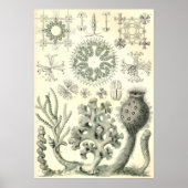 Ernst Haeckel - Poster Hexactinellae (Devant)