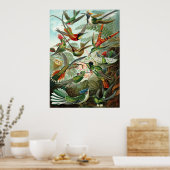 Ernst Haeckel Poster ~ Hummingbird (Keuken)