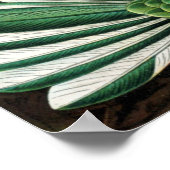 Ernst Haeckel Poster ~ Hummingbird (Hoek)