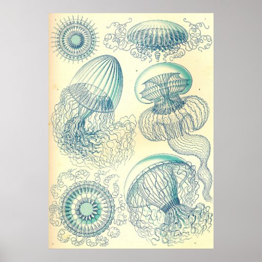 Ernst Haeckel - Poster Leptomedusae (Devant)