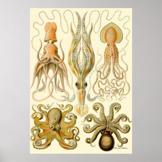 Ernst Haeckel Poster ~ Tafel (Voorkant)