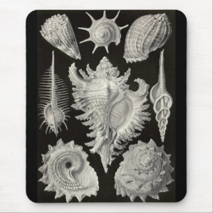 Ernst Haeckel - Prosobranchia Muismat