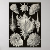 Ernst Haeckel - Prosobranchia Poster (Voorkant)