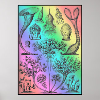 Ernst Haeckel Rainbow met gekleurd Poster Afdrukk