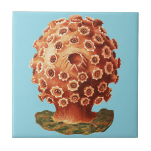 Ernst Haeckel Rode Koraal Zeevaart Zeeleven Tegeltje
