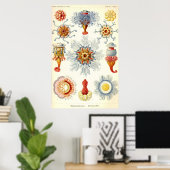 Ernst Haeckel - Siphonophorae2 Poster (Thuiskantoor)