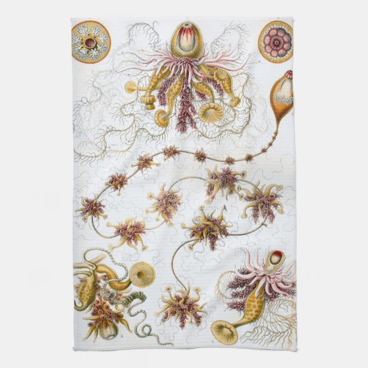 Ernst Haeckel Siphonophorae Jellyfish Theedoek (Verticaal)