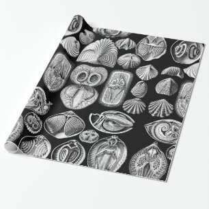 Ernst Haeckel Spirobranchia Cadeaupapier