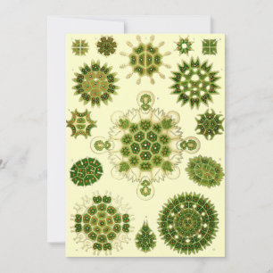 Ernst Haeckel Spores Kaart