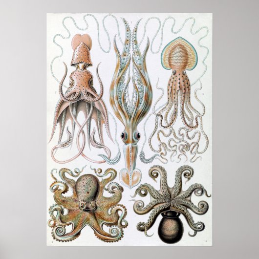 Ernst Haeckel Squids en Octopus Poster (Voorkant)