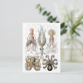 Ernst Haeckel Squids en Octopus Poster Briefkaart (Staand voorkant)